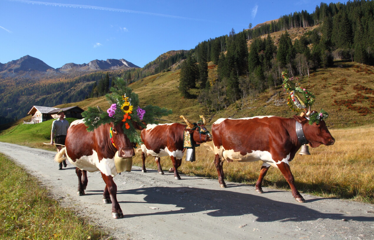 Traditional event in austria "Almabtrieb"