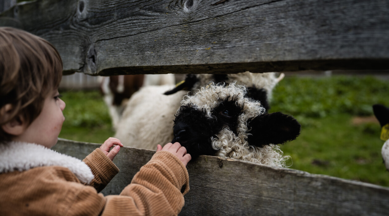 Kleiner Bub streichelt Schaf hinter Zaun