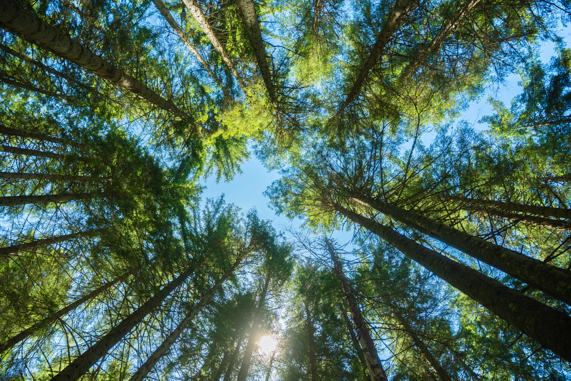 Trees with view to the blue sky