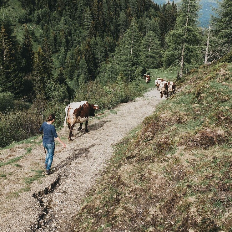 Bäuerin beim Viehtrieb auf der Alm im Großarltal, Salzburger Land.